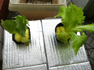 毎日野菜サラダを食べよう⇒レタス開始。