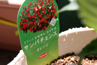 エコ花 サンパチェンス