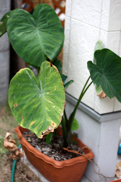 軒下ヤーコンの収穫と収穫間際の里芋