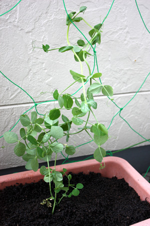 スナップえんどう 定植後