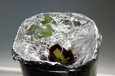 秋に向けて見切り発車の野菜たち