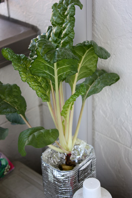 葉野菜の実力オクトーバー!