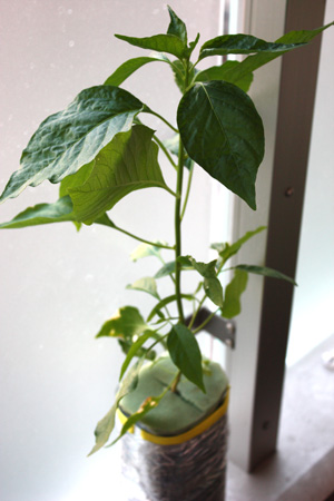 タイ野菜 白ナスに蕾&無敵の唐辛子