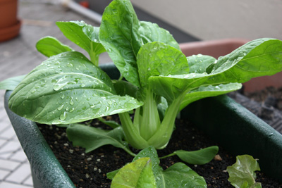 種蒔き再スタートと葉野菜達。