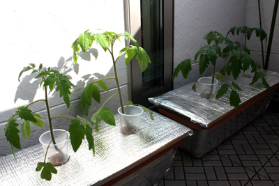水耕トマト第2弾
