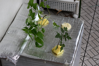 水耕トマト定植後の様子。