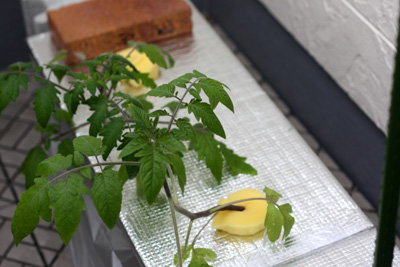 水耕トマト定植後の様子。