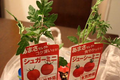 一応、今年の本命?トマト定植。