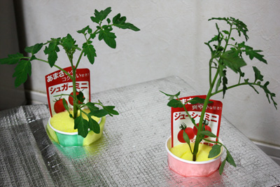 一応、今年の本命?トマト定植。
