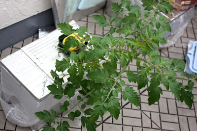 トマト苗定植後経過