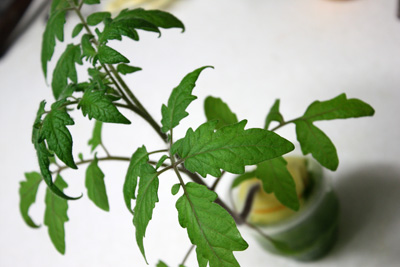 トマト育苗状況。