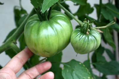 まだまだ青っこい「トマト達」。