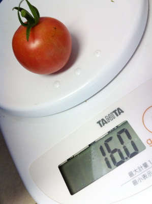 嬉しいトマト収穫続き〜