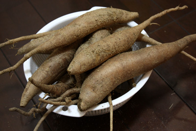 軒下ヤーコンの収穫と収穫間際の里芋