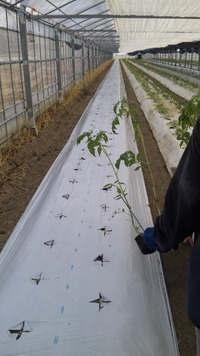 フルーツトマトの定植体験〜その①〜