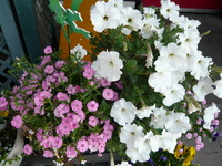 えびす屋の寄せ植えの花たち
