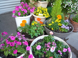 えびす屋の寄せ植えの花たち
