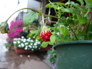 えびす屋の寄せ植えの花たち
