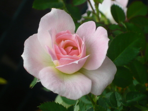 「バラの花」の七変化！