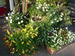 えびす屋の寄せ植えの花たち