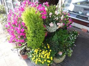 えびす屋の寄せ植えの花たち