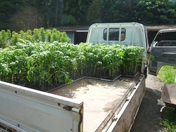 フルーツトマトの定植体験〜その①〜