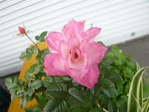 「バラの花」の七変化！