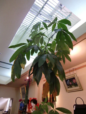パキラ(観葉植物)天までとどけ!