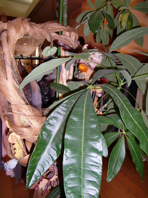 パキラ(観葉植物)天までとどけ!