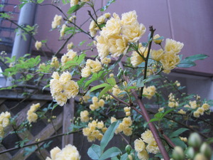 お花が満開