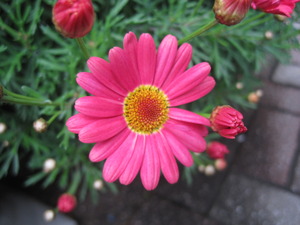 お花が満開