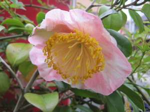 お花が満開