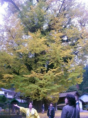 宮園のイチョウ(五木村)