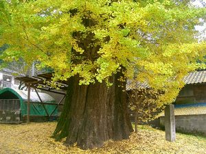 宮園のイチョウ(五木村)