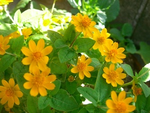 元気な花達!