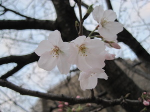 熊本城の桜