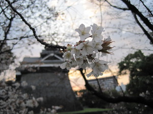 熊本城の桜