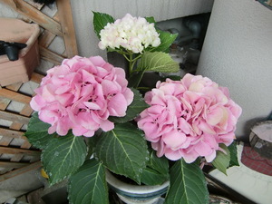 我が家にも紫陽花の花が