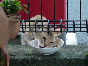 ふーちゃん