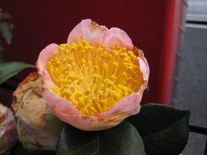 お花がきれい!