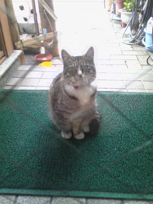 たった1匹になった野良猫グレコ・・