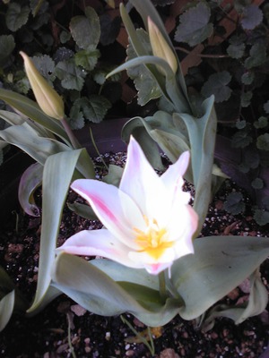 花・花・花・・・