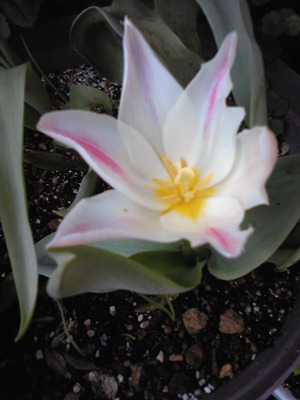 花・花・花・・・