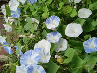 この花咲かせてみませんか