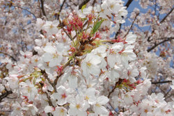 ありがとうを続けると・・・