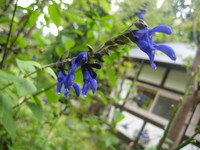 仕込みはじめました③