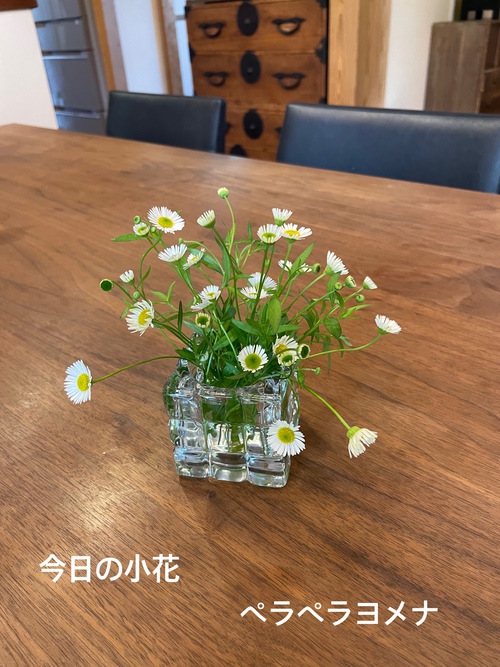 今日の小花