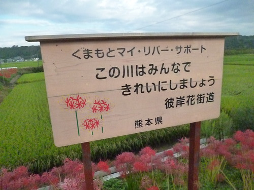 今ですよ！！彼岸花街道 花盛り