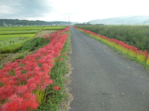 今ですよ！！彼岸花街道 花盛り