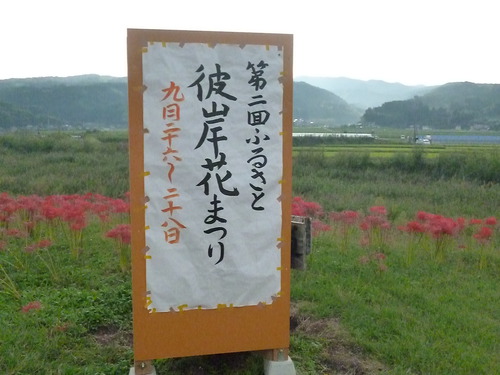 今ですよ！！彼岸花街道 花盛り